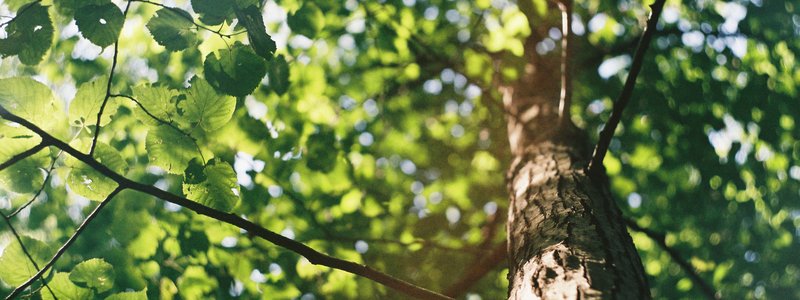 How to Become a Tree When You Die