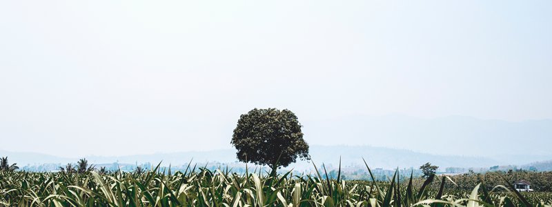 Top 5 Creative Ways to Spread Cremated Remains