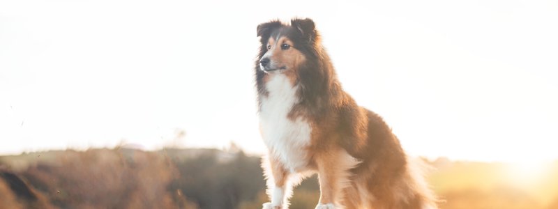Three Ways To Say Goodbye To Man's Best Friend: Dealing With Pet Death