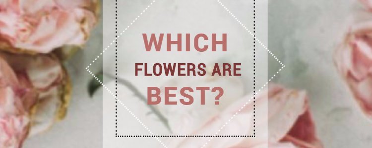 Which Flowers Are Best?