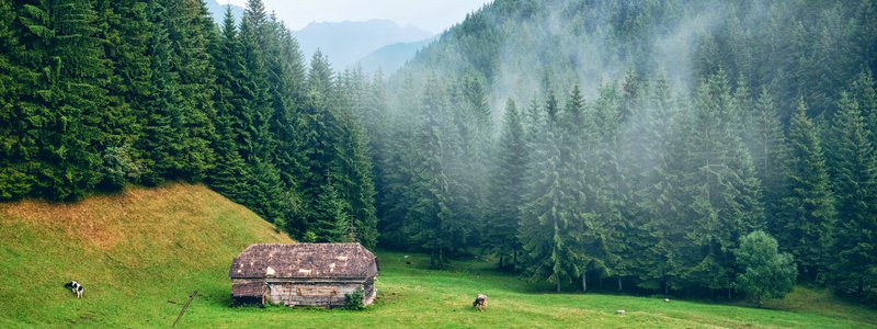 Everything You Want to Know About Immediate Burials